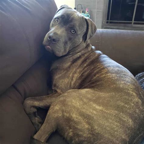The English Mastiff Pitbull mix is a giant-sized breed that is the result of crossing the English Mastiff with a Pitbull. . English mastiff pitbull